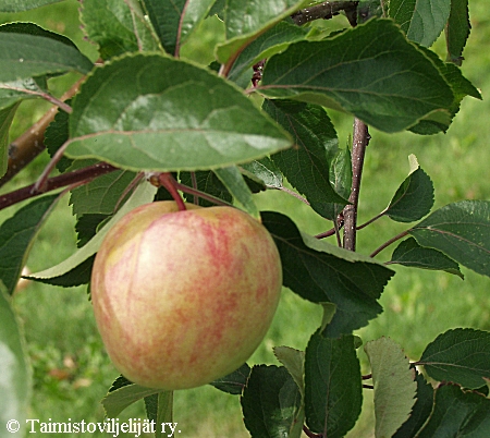Malus domestica 'Sokerimiron' tarhaomenapuu